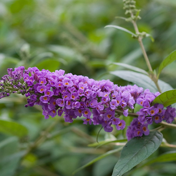 Lo &amp; Behold&#194;&#174; Blue Chip Butterfly Bush