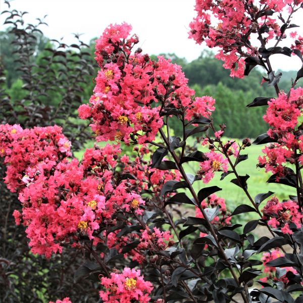 First Editions&#194;&#174; Midnight Magic&#226;&#8222;&#162; Crape Myrtle