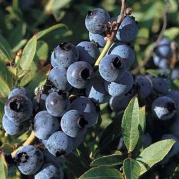 Top Hat Blueberry
