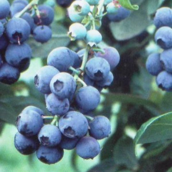 Tifblue Blueberry